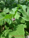 Բադրիջան, սմբուկ - Баклажан - Eggplant