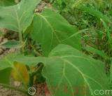 Բադրիջան, սմբուկ - Баклажан - Eggplant