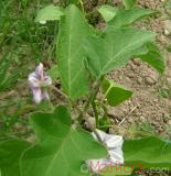 Բադրիջան, սմբուկ - Баклажан - Eggplant