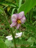 Բադրիջան, սմբուկ - Баклажан - Eggplant