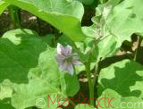 Բադրիջան, սմբուկ - Баклажан - Eggplant