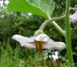 Բադրիջան, սմբուկ - Баклажан - Eggplant