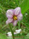 Բադրիջան, սմբուկ - Баклажан - Eggplant