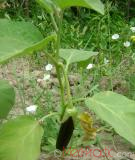 Բադրիջան, սմբուկ - Баклажан - Eggplant