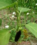 Բադրիջան, սմբուկ - Баклажан - Eggplant