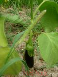 Բադրիջան, սմբուկ - Баклажан - Eggplant