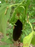 Բադրիջան, սմբուկ - Баклажан - Eggplant