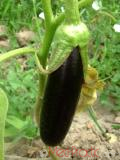 Բադրիջան, սմբուկ - Баклажан - Eggplant