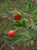 Боярышник - Hawthorne berry