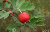 Боярышник - Hawthorne berry