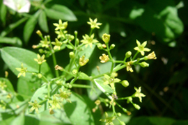 Տորոն ներկատու - Марена красильная - Rubia tinctorum L. (R. petiolaris W)