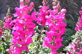 Անթիրինում մեծ  (Շան բերան) - Львиный  зев - Antirrhinum Majus