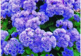 Անծերի մեքսիկական -  Долгоцветка мексиканская - Ageratum Mexicanum