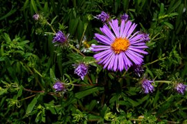 Աստղածաղիկներ բազմամյա - Астры многолетние - Aster  Novae  - Angliae, A. Novoe -  Belgiae - A. Amellus - A. Alpinus