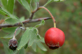 Ալոճենի արնակարմիր - Боярышник кроваво-красный - Crataegus sanguinea Pall.