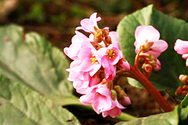 Մոնղոլական թեյ (Bergenia crassifolia). 168.am