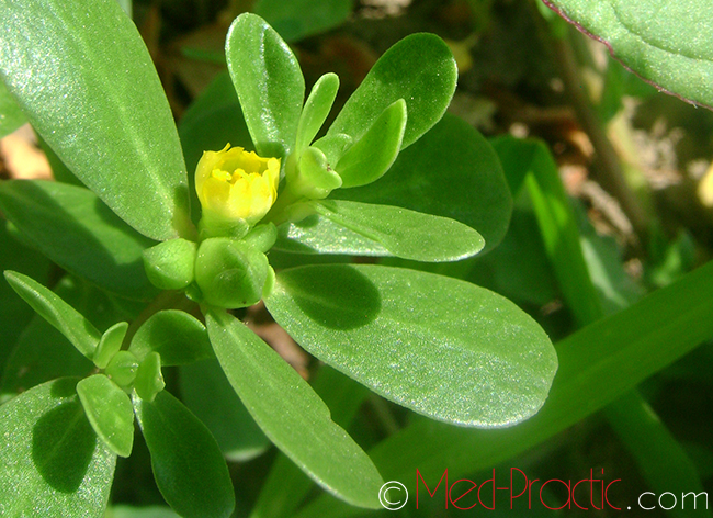 Դանդուռ բանջարանոցային - Портулак огородный - Portulaca oleracea