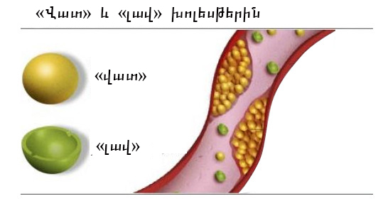 Նոր մոլեկուլը «վատ» ճարպը «լավի» է վերափոխում. news.am