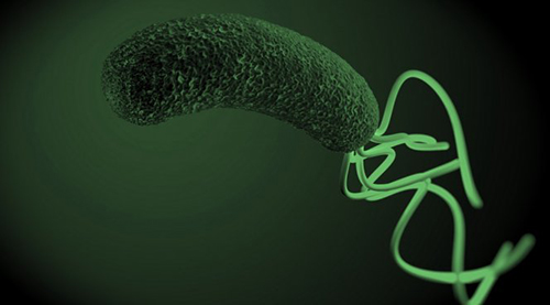 Выявлен механизм канцерогенного действия Helicobacter pylori