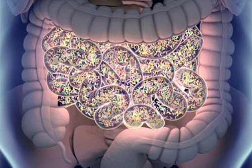 Бактерии регулируют движения кишечника