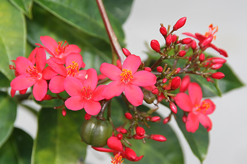 Յատրոֆա (Jatropha).