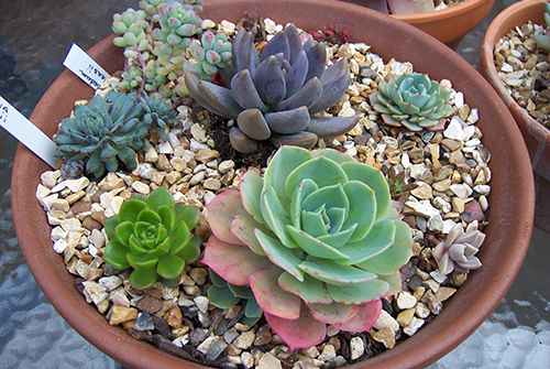 Էչևերիա (Echeveria)