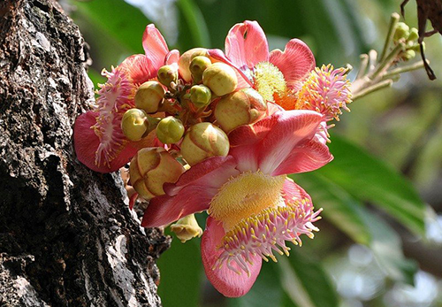 Գվիանական Կուրուպիտա (Couroupita guianensis)