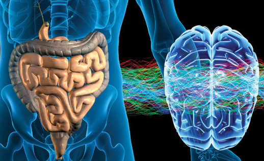 Открытие: гормон, участвующий в пищеварении, влияет на состояние мозга