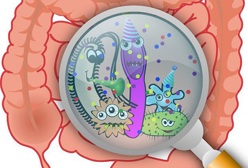 Состав микрофлоры кишечника определяет сердечно-сосудистый статус