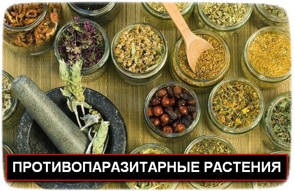 Лучшие противопаразитарные растения