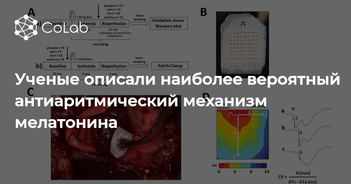 Мелатонин способен бороться с аритмией — новое исследование международной команды учёных