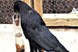 Ագռավները լուծել են Արքիմեդի խնդիրը