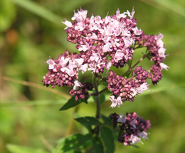 Խնկածաղիկ սովորական - Душица обыкновенная - Origanum vulgare L.