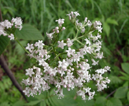 Կատվախոտ դեղատու - Валериана лекарственная - Valeriana officinalis L.