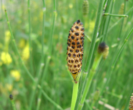 Ձիաձետ դաշտային - Хвощ полевой - Equisetum arvense L.