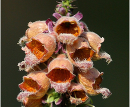 Մատնոցուկ ժանգային - Наперстянка ржавая - Digitalis ferruginea L.