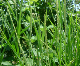 Սեզ սողացող - Пырей ползучий - Agropyron repens (Z) P. B.