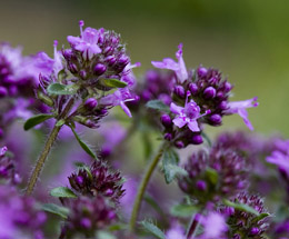 Ուրց սողացող - Тимьян ползучий - Thymus serpyllum L.