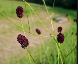 Արյունխմիկ դեղատու - Кровохлебка лекарственная - Sanguisorba officinalis L.