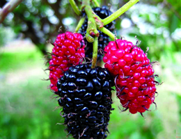 Թթազգիներ - Moraceae. սև  թութ - Morus nigra L., սպիտակ թութ - Morus alba L.