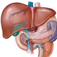 Как быстро выявить повреждение печени
