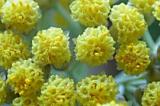 Անթառամ  ծաղկակիցավոր - Гелихризум прицветниковый - Helichrysum Bracteatum