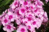 Բոցենի հուրանավոր - Флокс   метельчатый - Phlox  Paniculata