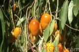 Փշատենի նեղտերև - Лох узколистный - Elaeagnus angustifolia L.
