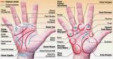 7 главных линий на руке человека