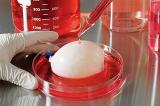 Органы для пересадки вырастят внутри пациента