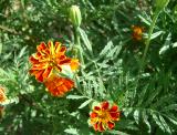 Թավշածաղիկ - Бархатцы - Tagetes