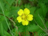 Մատնունի - Лапчатка - Potentilla