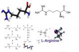 L-аргинин: польза, побочные эффекты и способы получения