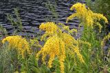 Ամրենի (ոսկեշիվ) (Solidago)